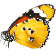 https://hoteldeanimais.com/wp-content/uploads/2019/08/butterfly-1.png